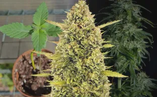 Acapulco Gold Week-voor-Week Kweekdagboek