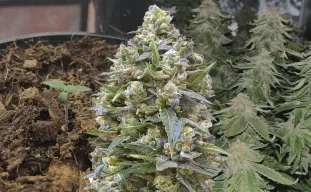 Alaskan Thunder Fuck – Kweekdagboek per Week & Strain Review