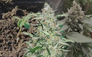 American Patriot - Kweekdagboek per Week & Strain Review