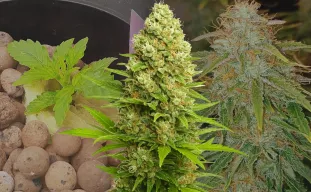 Banana Kush Auto Week-voor-Week Kweekdagboek