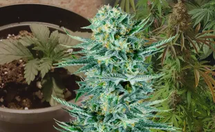 Blue Dream – Week-voor-week kweekdagboek & strain review