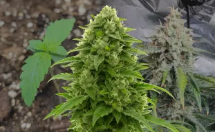 Bruce Banner Auto – Week-tot-week Kweekdagboek & Strain Review