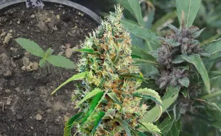 Bubblegum - Kweekdagboek per Week & Strain Review