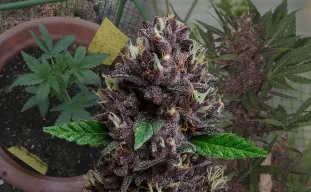 CBD Purple Kush Auto - Kweekdagboek per Week & Strain Review