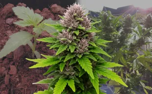 Critical Purple Auto - Kweekdagboek per Week & Strain Review