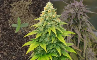 Fat Bastard Auto Week-voor-Week Kweekdagboek