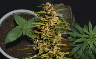 Fruity Pebbles - Kweekdagboek per Week & Strain Review