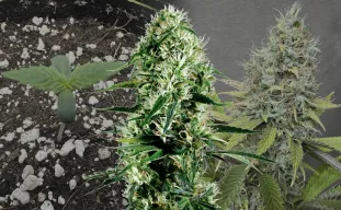Ghost Train Haze - Kweekdagboek per Week & Strain Review