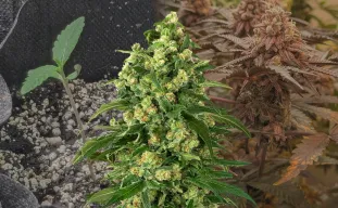 Girl Scout Cookies - Kweekdagboek per Week & Strain Review