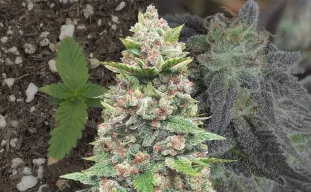God's Gift - Kweekdagboek per Week & Strain Review