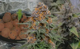 Granddaddy Purple Auto – Week-voor-week kweekdagboek & strain review