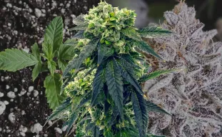 Gush Mints – Week-voor-Week Kweekdagboek & Strain Review