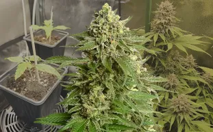 Haze #1 - Kweekdagboek per Week & Strain Review