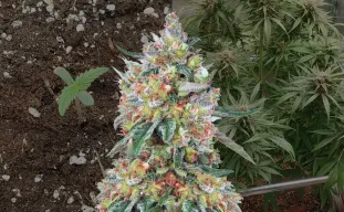Hellfire OG Auto Kweekdagboek van Week tot Week