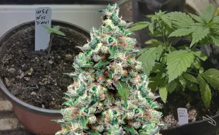 NYC Diesel – Week-voor-week kweekdagboek & strain review