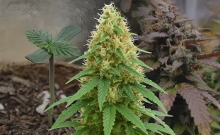 Pineapple Express Auto Kweekdagboek week per week