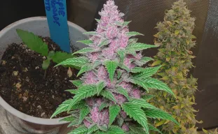 Purple Lemonade Auto – Week-tot-week kweekverslag & soortenreview