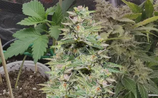 Sleepy Joe OG Week-voor-Week Kweekdagboek