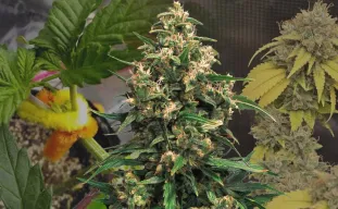 Strawberry Cough Kweekdagboek Week per Week