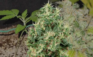 Strawberry Kush Kweekdagboek Week per Week