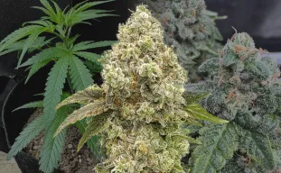 Super Boof Week-voor-Week Kweekdagboek