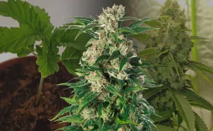 Trainwreck Kweekdagboek Week per Week