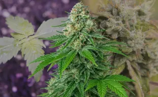 White Widow Auto – Week-tot-week Kweekdagboek & Strainreview