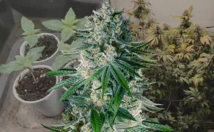 White Widow - Kweekdagboek per Week & Strain Review