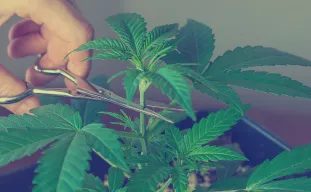 Gids voor het toppen en snoeien van Indica-cannabis voor maximale opbrengst en potentie