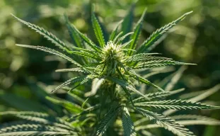 10 beste Haze soorten om te kweken 🥦