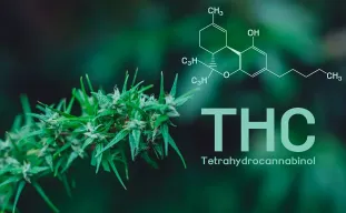 Cannabinoïden uitgelegd: THC, CBD en de Rest die je Echt Moet Kennen