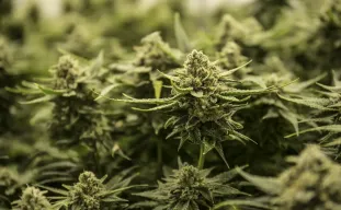 Top 5 autoflower strains met de hoogste opbrengst