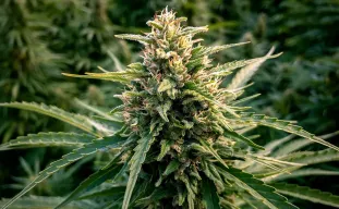Top 5 CBD Soorten met de Hoogste Opbrengst