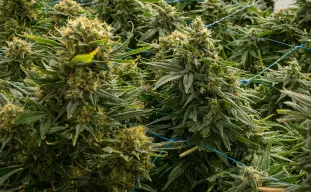 Top 15 Hoogst Opbrengende Cannabis Soorten Ooit