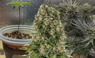 Hindu Kush Kweekdagboek van Week tot Week