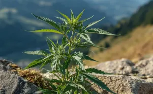 Hoe autoflower genetica cannabis telen voor altijd veranderde
