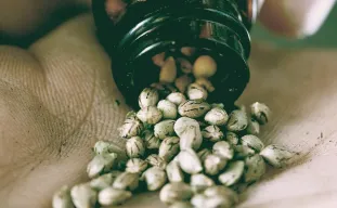 Hoeveel wietzaadjes per plant heb je nodig?