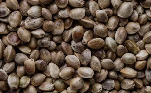 Hoeveel kost wiet kweken eigenlijk?