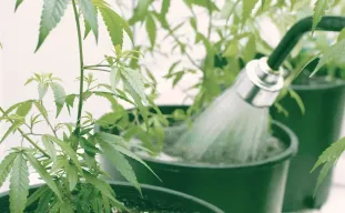 Hoe je cannabis water geeft: de ultieme gids voor de nat/droog-cyclus en pH-beheersing