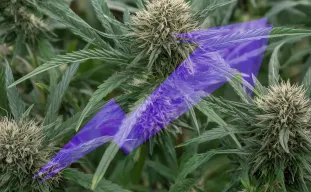 Hoe beginners hun cannabisopbrengst kunnen verhogen