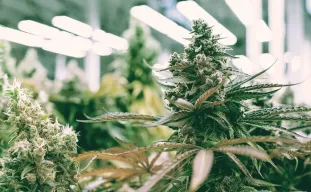 Autoflower kweken? Tips voor het beste resultaat binnen en buiten