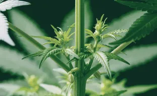 Het verschil tussen mannelijke en vrouwelijke wietplantjes