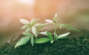 Wietzaadjes planten, wanneer en hoe doe je dat?