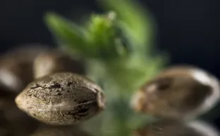 Hoe Kan je Vrouwelijke van Mannelijke Wietzaden Onderscheiden