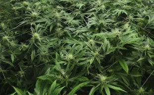 Hoe je met de Sea of Green-methode het maximale uit snelbloeiende cannabis haalt