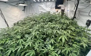 ScrOG vs. SOG: Welke cannabistrainingsmethode levert meer op?