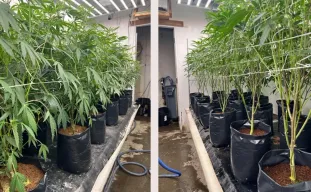 Lollipopping Cannabis: Wanneer en hoe je moet snoeien voor dichte toppen