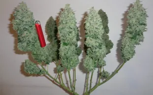 Cannabis mainlinen: een visuele stap-voor-stapgids