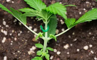 Low Stress Training voor Autoflower Strains (LST)