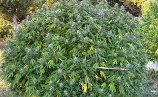Outdoor cannabiskweekplekken: de ultieme gids voor zon, bodem & stealth (2026)